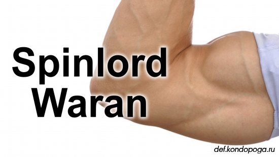 SPINLORD Waran 2.0 на форхенде в атаке и в защите